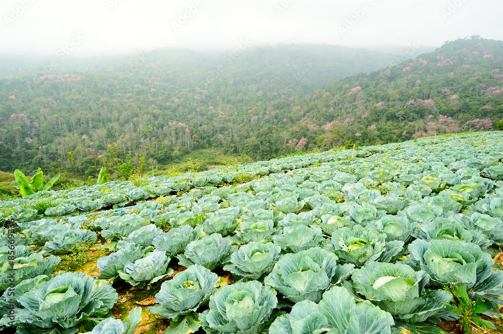 Fototapeta premium cabbage farm ,thailand