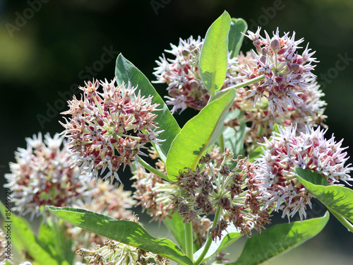 Showy Milkweed - Asclepias speciosa