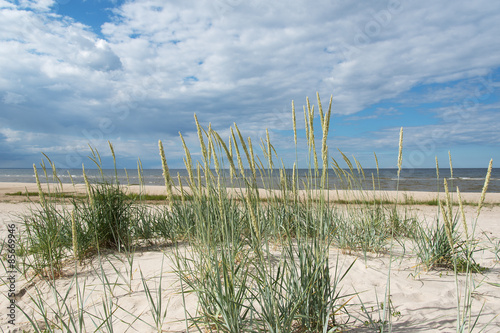 Grass at Baltic sea coast.