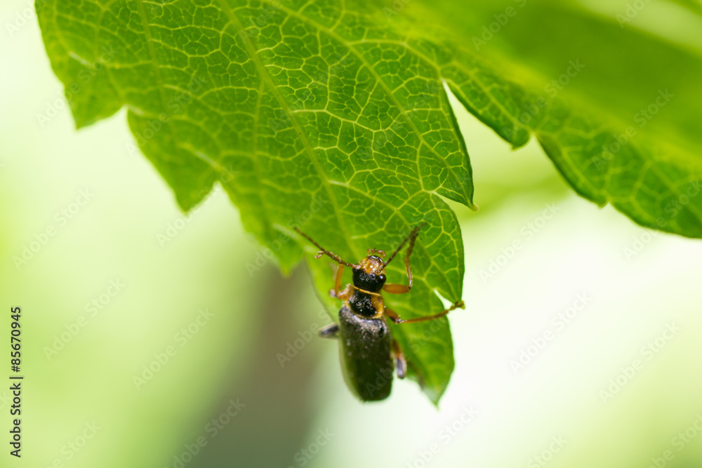 beetle beetle