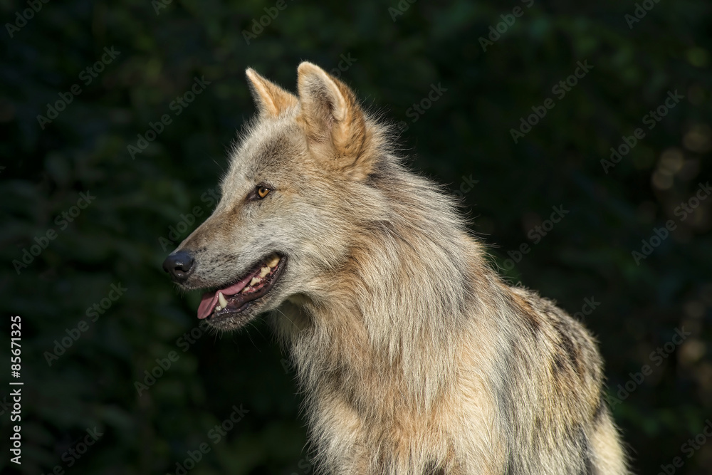 Fototapeta premium Timber Wolf / Gray Wolf / Grey Wolf 