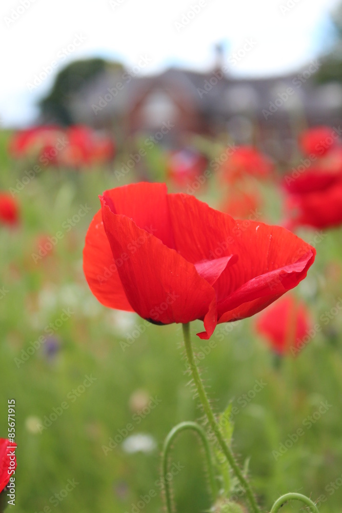 Fototapeta premium Poppies in Wild Flower Meadow, Yorkshire, England.