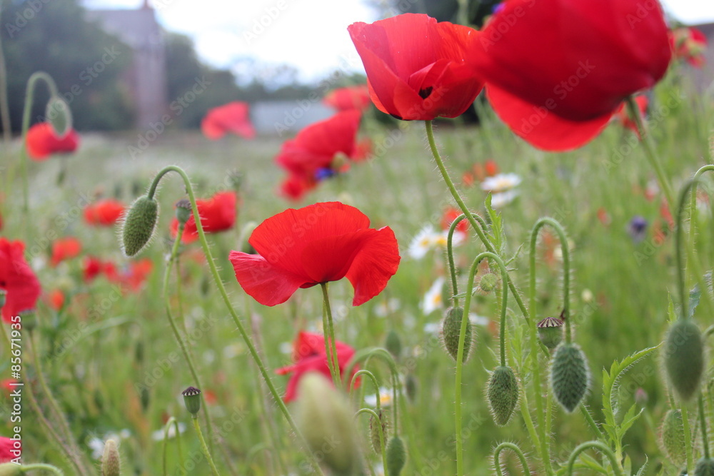 Fototapeta premium Poppies in Wild Flower Meadow, Yorkshire, England.
