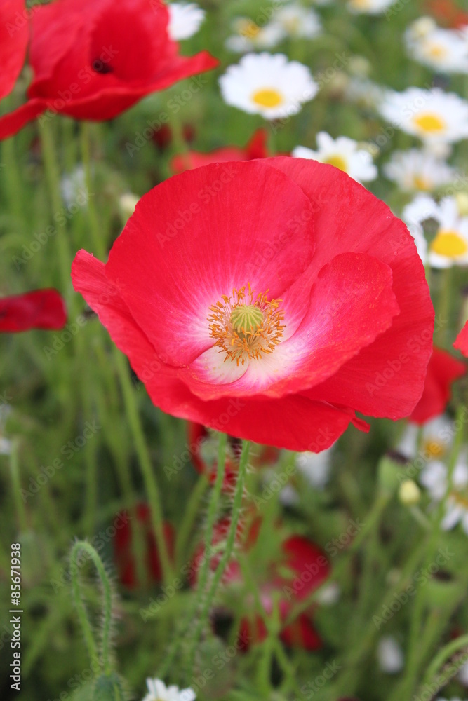 Poppies in Wild Flower Meadow, Yorkshire, England. Poppies in Wild Flower Meadow, Yorkshire, England.