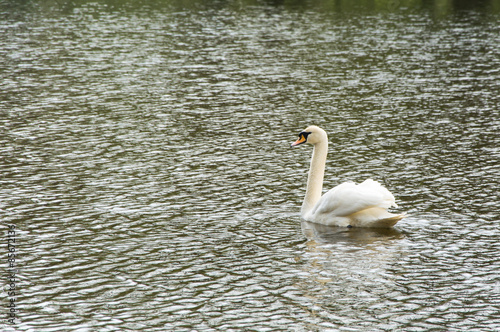 Fototapeta Naklejka Na Ścianę i Meble -  White swan