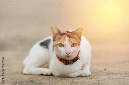 Cats lying on ground.