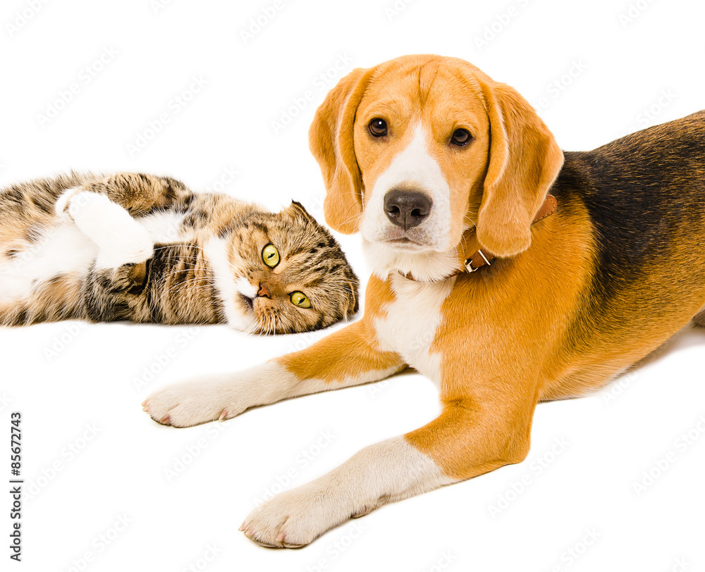 Portrait of a beagle and cat Scottish Fold together