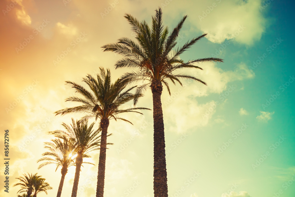 Palm trees, shining sun on cloudy sky background Palm trees, shining sun on cloudy sky background