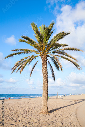 Palm tree grow on empty sandy beach