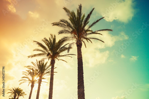 Palm trees, shining sun on cloudy sky background © evannovostro