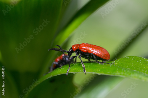 beetle © vinkirill