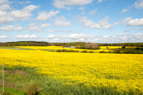 Fields of rapeseed on a summer day