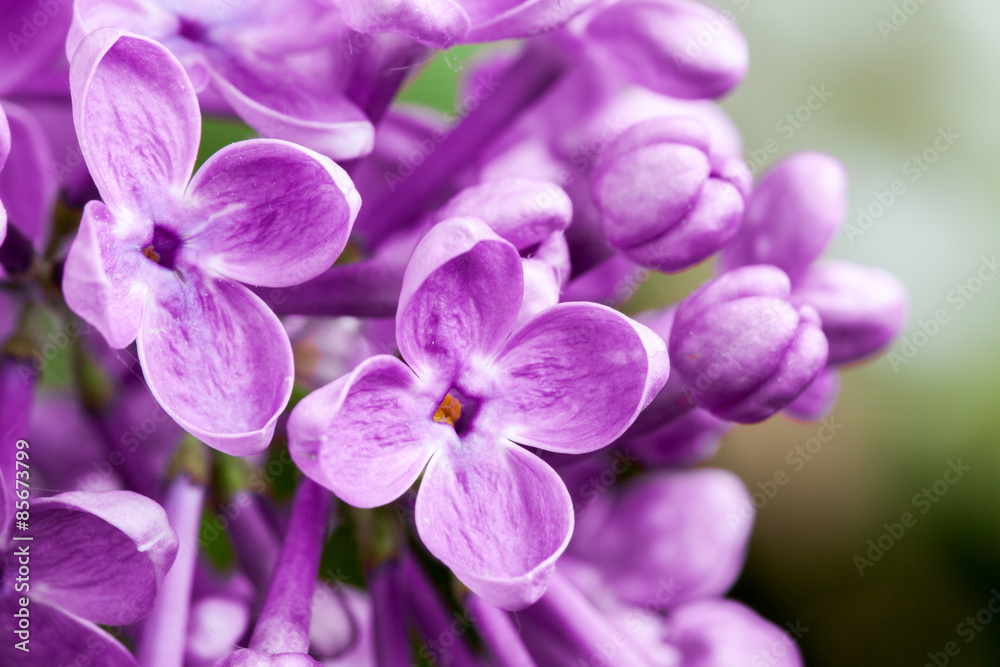 Macro image of spring lilac violet flowers Macro image of spring lilac violet flowers