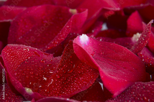 Pétalos de rosa. Es una serie de 4 imágenes que representan la frescura de los petalos de rosas y pueden utilizarse muy bien como fondos i como foto principal. photo