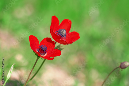 Two red ademones on green background