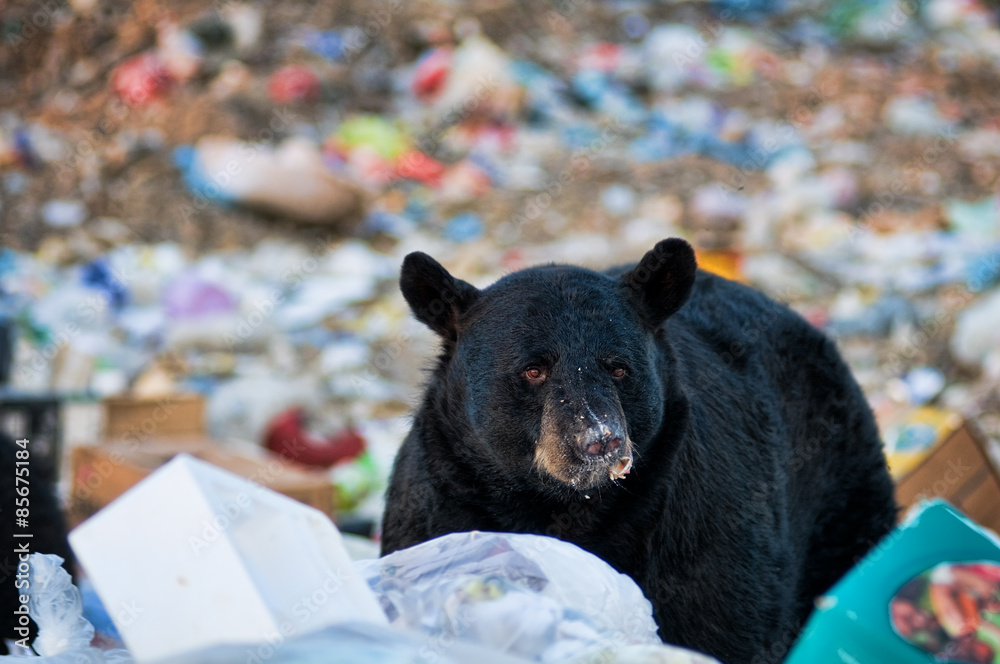 Obraz premium black bear at a garbage dump