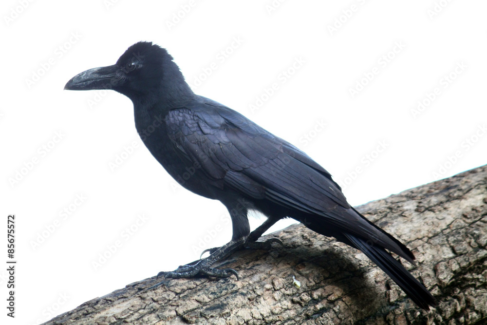 Fototapeta premium Crow on a tree