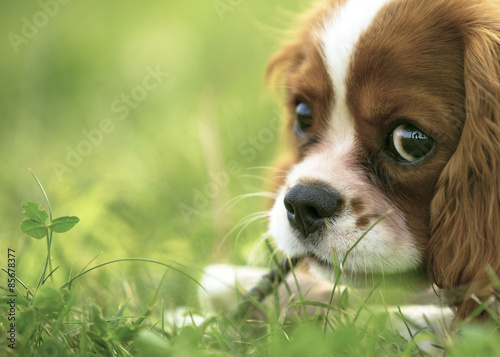 cavalier king