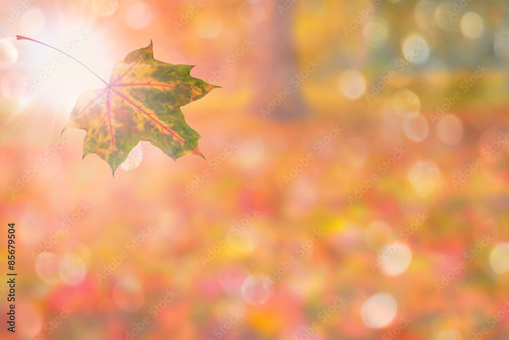 autumn background autumn background