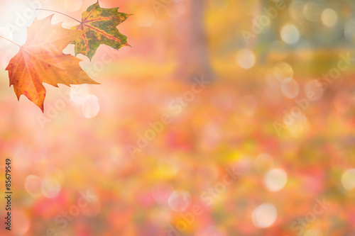 autumn background  copy space 