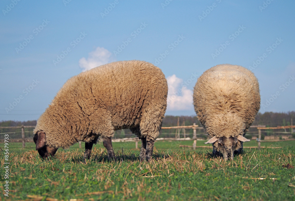 Group of sheep grazing on a spring pasture Group of sheep grazing on a spring pasture