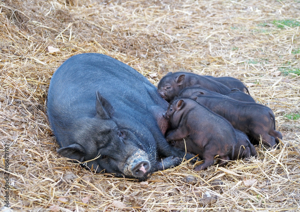 Sow and two-week piglings of the Vietnamese breed Sow and two-week piglings of the Vietnamese breed