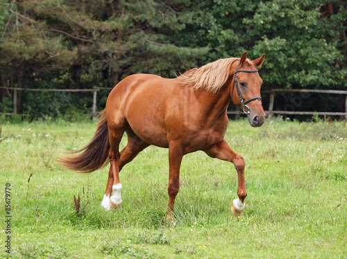 Beautiful chestnut horse trotting at the field