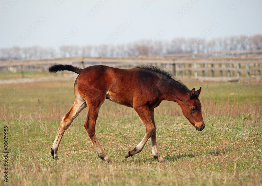 Little pedigree bay foal makes first steps on a pasture Little pedigree bay foal makes first steps on a pasture