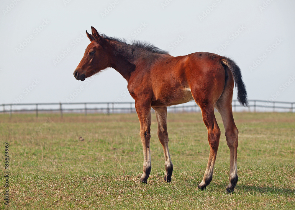 Little pedigree bay foal standing on green meadow Little pedigree bay foal standing on green meadow