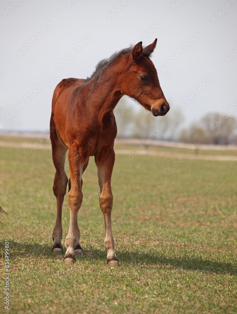Little pedigree bay foal on green meadow Little pedigree bay foal on green meadow