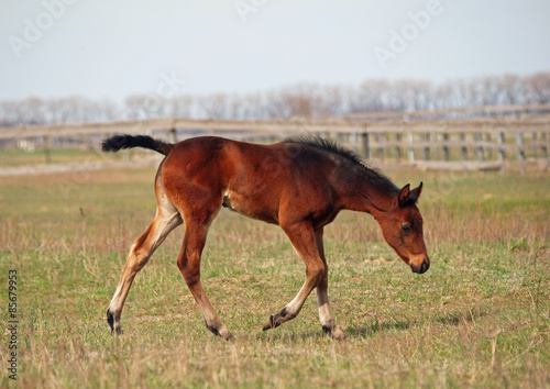 Little pedigree bay foal makes first steps on a  pasture