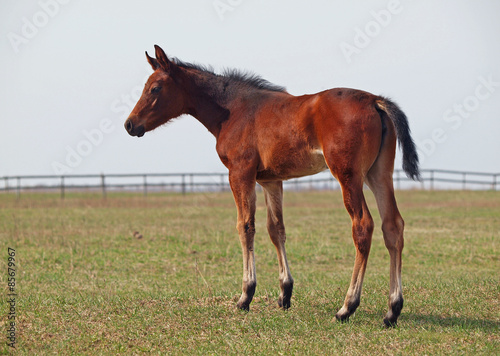 Little pedigree bay foal standing on green meadow