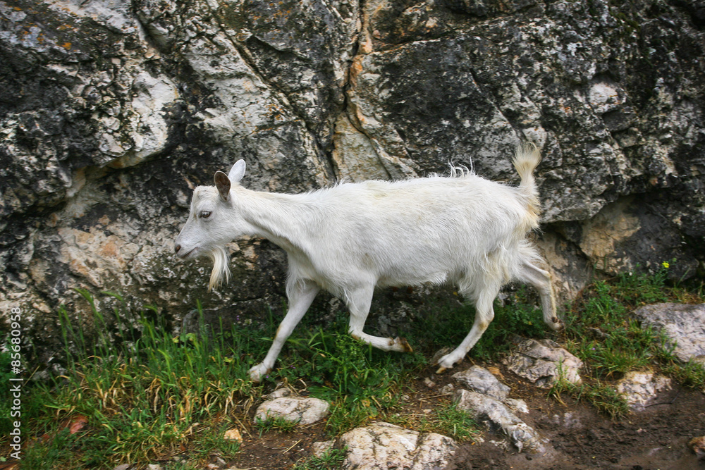 white goat out to pasture in the mountains