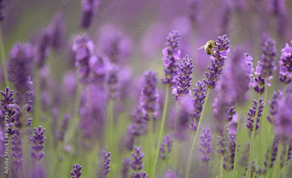 Fototapeta premium Lavendel-close up