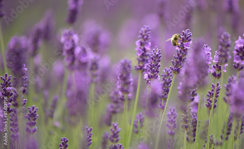 Lavendel-close up