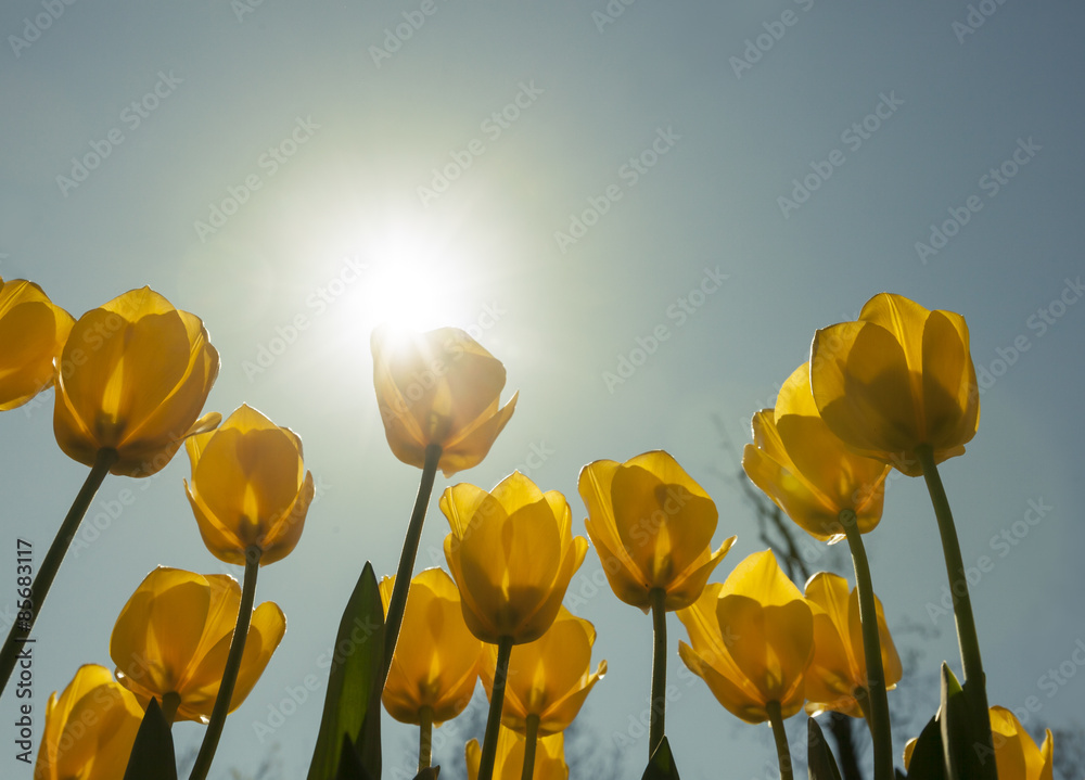 Obraz premium Yellow Tulips