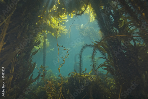 Seaweed at California Kelp Forest