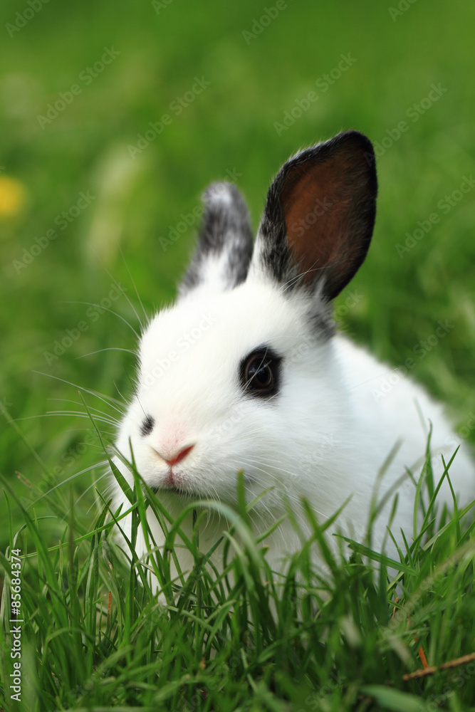 black and white rabbit in the grass black and white rabbit in the grass
