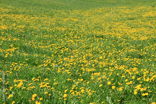 dandelion field © jonnysek