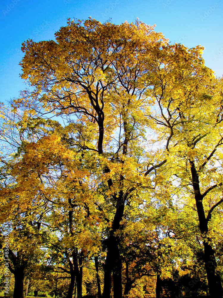 Fototapeta premium The autumn tree in the yellow tones
