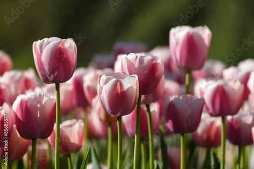 Photography Tulips