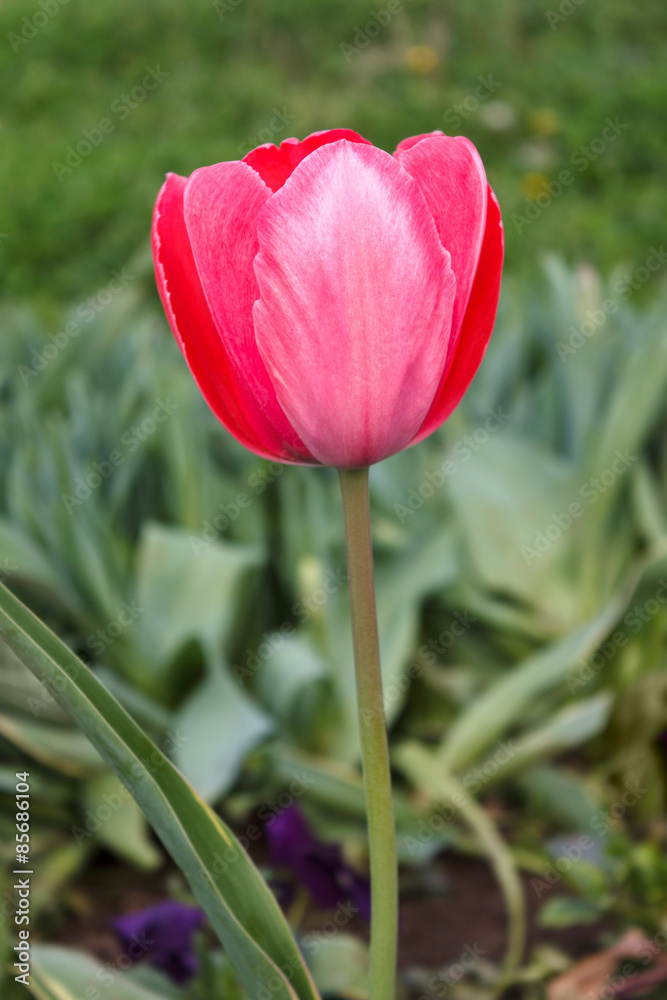 Tulip Tulip