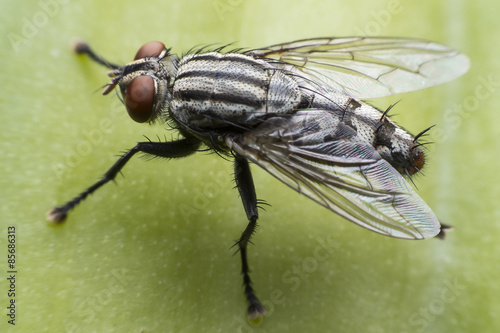 Flies cause diseases © PeterO