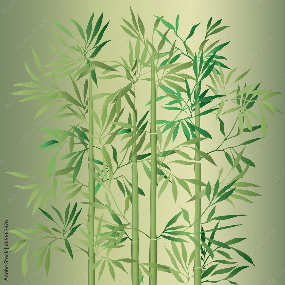 Fototapeta premium The top of the bamboo.