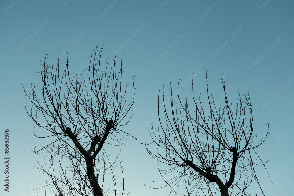 Obraz premium Tree branches