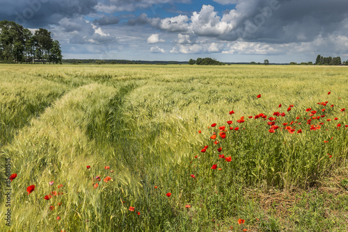 Summer landscape with wild blossoming poppy flowers