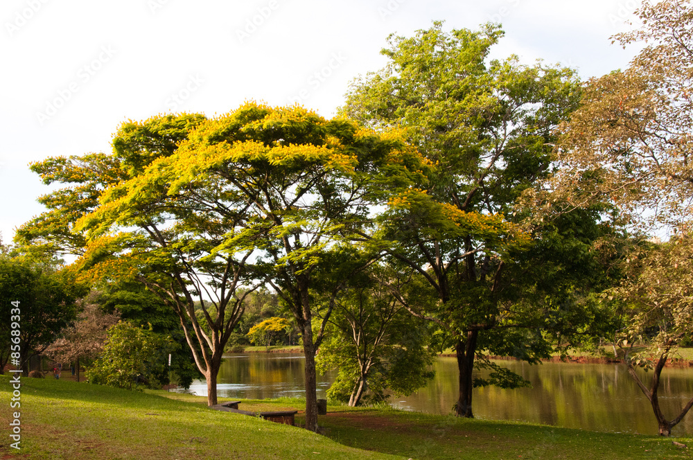 Obraz premium Parco Arthur Thomas, Londrina, Paraná