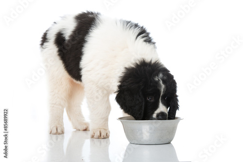 Fototapeta Naklejka Na Ścianę i Meble -  Welpe trinkt aus einem Napf