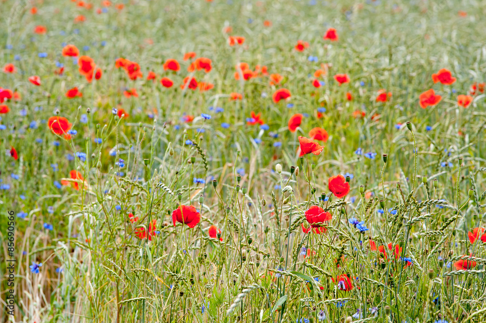Fototapeta premium Mohn (Papaver)