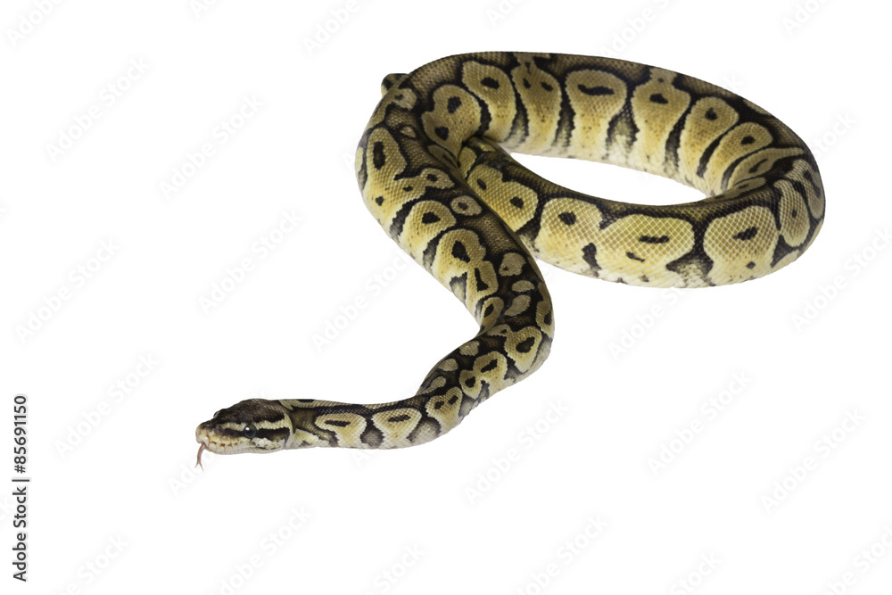 Python regius isolated on white background. Python regius isolated on white background.